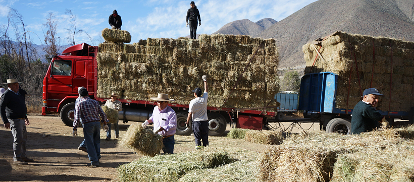 Minera Los Pelambres concretó su apoyo a la actividad ganadera en la provincia del Choapa con la entrega de 4.288 fardos de pasto, 950 insumos médicos y más de mil unidades de alimento para ganado, recursos valorizados en 60 millones de pesos y destinados a crianceros y ganaderos de sectores como Chillepín, Cuncumén, Tranquilla, Quelén Alto y La Aguada.